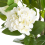 Beliani Artificial Plant HORTENSIUM 90 cm White 4