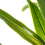 Beliani Artificial Plant DRACAENA TREE 150 cm Green 4