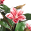 Beliani Artificial Plant MAGNOLIA TREE 90 cm Red 4
