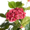 Beliani Artificial Plant HORTENSIUM 120 cm Red 4