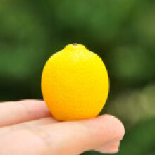 (Lemon)Resin Fruit Miniature Blind Bag Set With Realistic Model For Kids Collectors And