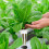 Hydroponic Garden Accessories Pod Kit Growing Basket 3