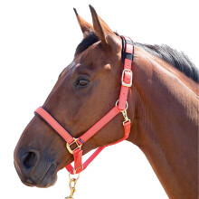 (X Full, Orange) Shires Topaz Nylon Horse Headcollar