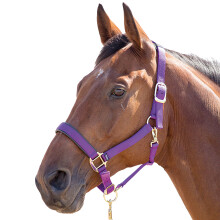 (XX Small Pony, Purple) Shires Topaz Nylon Horse Headcollar
