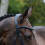 (Full, Black) Collegiate Comfitec Vogue Leather Horse Bridle 4