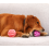 Puppy Chew Ball - Phoesky - TPR Rubber - Soft - Interactive - Durable - Pink 6