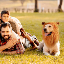 A Cute Pet Dog Cosplay Clothes Lion Mane for Dog Costumes Realistic Lion Wig for Medium to Large Dog+Ear Pet Supplies