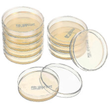 Langlebige Agar-Petrischalen, gebrauchsfertig, 10er-Set, Verbrauchsmaterialien für Schullabore