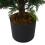 Living And Home 150cm Decorative Artificial Cypress Tree in Pot 6