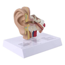Neues 1,5-Fach Lebensgroßes Menschliches Ohrmodell - Wissenschaftliches Anatomie-Lehrmaterial - Anatomisches Studiendisplay - Professionell