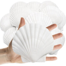 16 Peças Conchas Do Mar Conchas de Vieira Conchas Brancas Naturais para Artesanato DIY, Pintura, Culinária, Decoração de Casa (6,5-8 cm)