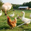 Chicken Net Catcher Foldable  & Leg Hook Replaceable Adjustable Thickened Pole Humanely Captures for Chicken,Fish 3