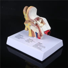 New 1.5 Times Life Size Human Ear Model Scientific Anatomy Teaching Supplies Anatomical Study Display Professional