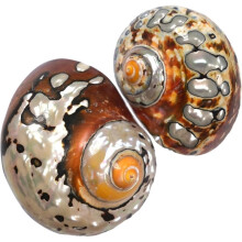 2 Stuks Heremietkreeftenschelpen Middelgroot Tot Groot, Glanzende Natuurlijke Turboschelp, Schelpen voor Strandthemadecoratie