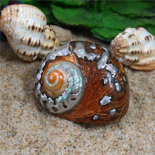 2pcs Hermit Crab Shells Medium to Large, Shiny Natural Turbo Sea Shell, Seashells for Beach Theme Decoration 2