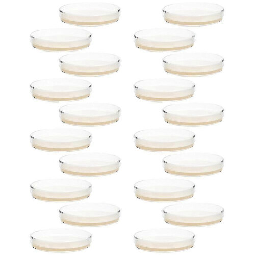 20 placas de Petri com ágar pré-preparadas para experimentos científicos.