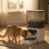 PawHut PawHut Automatic Cat Feeder Programmable with Timer, 10s Voice Recorder 9