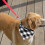 Κλασικές σαλιάρες για σκύλους Buffalo Plaid Pettriangle Circle Κόκκινες Πράσινες Pre 4