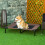 PawHut Cama Elevada para Perro Marrón 92 x 76 x 18 cm 6
