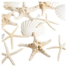 15PCS Natural Starfish and Scallop Shells 4"-5" Large Seashells White Seashells for Crafts & Shells Painting