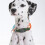 4 Pcs Silicone Case for UGREEN Tracker Tags, Secure-Fit Pet Collar Protective Case, Tracker NOT Included 6