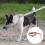 Soft Reflective Leash For Dogs, Heavy Duty Training With Premium Quality Nylon Adjustable Design, Unique Design For Style And Function, 3