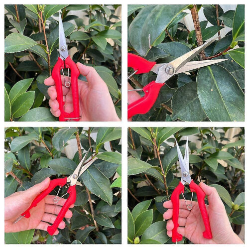 Fruktplukkesaks - Ergonomisk grep i rustfritt stål for høsting - Frukthager 1