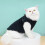 (M) Dog Furry Vest Thick Coat Pullover Cute for Spring Winter Multiple Sizes 4