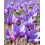 15x Crocus Sativus Bulbs Autumn Flowering Saffron 2