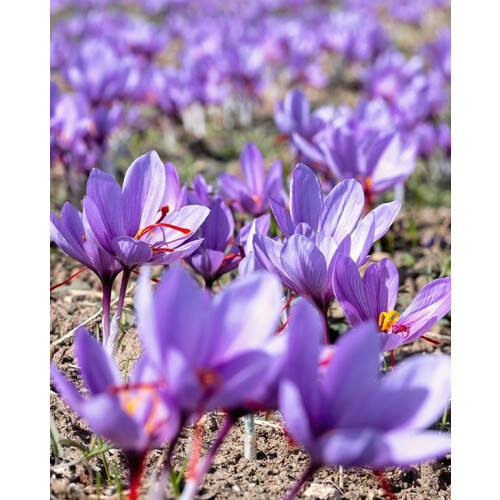 15x Crocus Sativus Bulbs Autumn Flowering Saffron 1