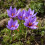15x Crocus Sativus Bulbs Autumn Flowering Saffron 1