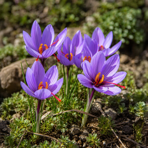 15x Crocus Sativus Bulbs Autumn Flowering Saffron
