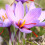 15x Crocus Sativus Bulbs Autumn Flowering Saffron 4