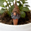 1set Automatic Watering Devices, Ceramic Drip Irrigators for Gardens, Small Wine Bottle-Mouth Watering Device 6