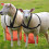 2 Pack Adjustable Goat Aprons, Anti-Breeding & Ram Control, High Visibility Bright Orange 2