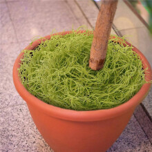 12 Pcs Spanish Moss 33'' Fake Hanging Succulents Faux Moss Artificial Succulent Plants Vines Hanging Plants Swamp