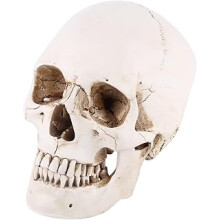 Skull Model, Resin Skull Model 1:1 Replica Realistic Head Bone Anatomical Life Sized Skull for Teaching Tool Halloween Decor White