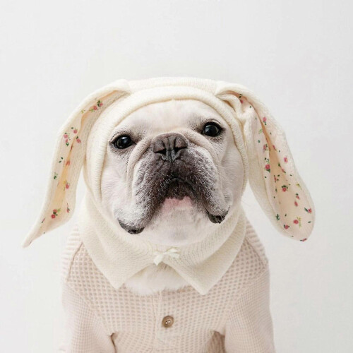 (S) Bonnet chaud pour chat, accessoire de déguisement de lapin, cache-cou 2