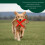 Romney's Standard Dummy 500 g Dog Fetch - Extremely Robust and Floating (Green) 4