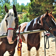 Injuries Preventing Horse Tether Tie - Portable, Versatile & Reusable Breakaway Horse Tie, Quick Release Under Heavy Pressure w/ 5 Loop Settings