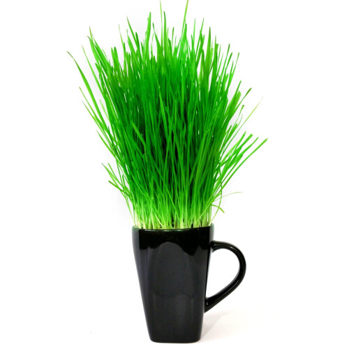 Cat FurNature Cat Grass Refill Kit 4 Pack 1