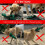 Romney's Standard Dummy 500 g Dog Fetch - Extremely Robust and Floating (Green) 7