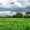 Bird Scarer Kite with 4m Pole Crop Protector Bird Hawk Flying Kite 6