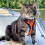 Voyager Step-in Lock Adjustable Cat Harness w. Cat Leash Combo Set with Neoprene Handle 5ft 7