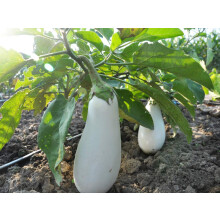 White Aubergine Seeds Eggplant Blanka Heirloom Variety Solanum Melongena 200 Seeds Grow Your Own Vegetable Perfect for Greenhouse or Container Growing