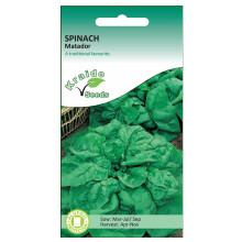 Spinach Seeds Matador Spinacia Oleracea 300 Seeds Grow Your Own Vegetable Perfect for Outdoor Growing in Raised Beds or in Large Pots and Containers