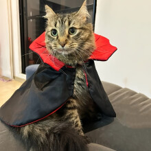 1pc Halloween Cat And Dog Costumes. Cat Costume