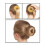 (Beige,L)Hair Bun Maker Tool With Nylon Material For All Ages Easy Stylish Gift Updos 2