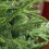 5ft Bushy Artificial Christmas Tree - Green 8