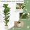 2x Artificial Fiddle Leaf Fig Trees - 120cm 4